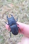 Dorcus parallelipipedus