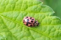 Oenopia conglobata