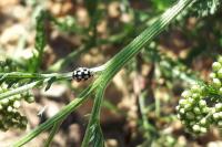 Propylea quatuordecimpunctata