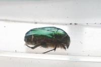 Cetonia aurata