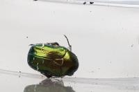 Cetonia aurata