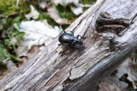 Calosoma inquisitor