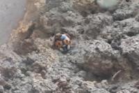 Harmonia axyridis