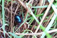 Timarcha goettingensis