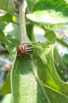 Leptinotarsa decemlineata