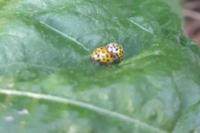 Psyllobora vigintiduopunctata