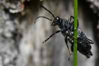 Stictoleptura scutellata
