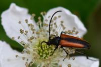Stenurella melanura