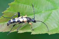 Rutpela maculata