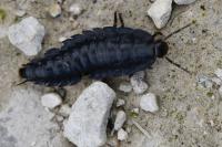 Phosphuga atrata