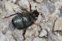 Hoplia philanthus
