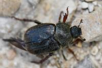 Hoplia philanthus