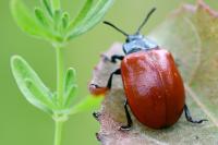Chrysomela populi