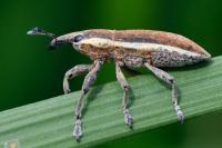 Lixus ochraceus