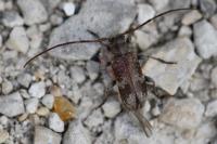 Exocentrus adspersus
