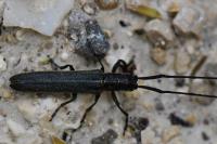 Calamobius filum