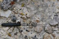 Calamobius filum