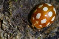 Calvia decemguttata
