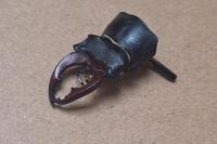 Lucanus cervus