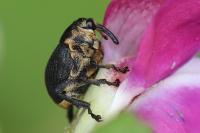 Mononychus punctumalbum