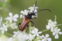 Pseudovadonia livida