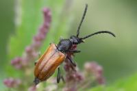Pseudovadonia livida