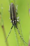 Agapanthia cardui