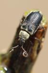 Phyllobius pyri