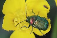 Cryptocephalus