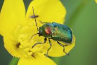 Cryptocephalus