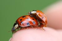 Harmonia axyridis