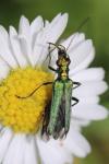 Oedemera nobilis