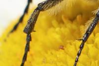 Trichius gallicus