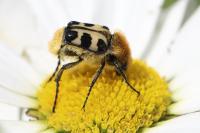Trichius gallicus