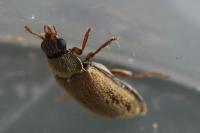 Byturus ochraceus