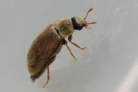 Byturus ochraceus