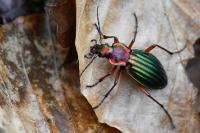 Carabus auronitens
