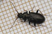 Loricera pilicornis