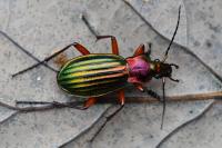 Carabus auronitens
