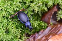Carabus problematicus