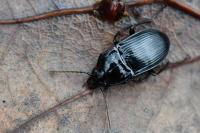 Abax ovalis
