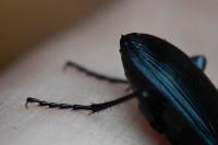 Abax parallelepipedus
