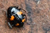 Scaphidium quadrimaculatum