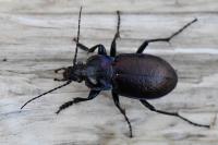 Carabus nemoralis
