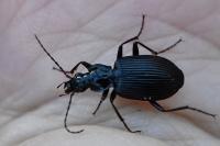 Platynus assimilis