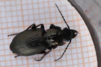 Pterostichus oblongopunctatus