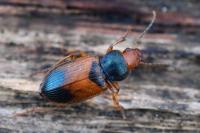 Diachromus germanus