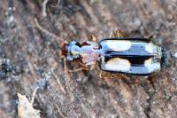 Dromius quadrimaculatus