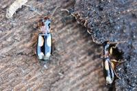 Dromius quadrimaculatus