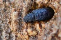 Berginus tamarisci